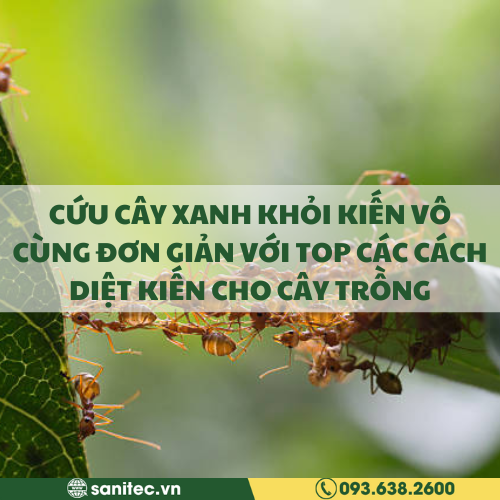 CỨU CÂY XANH KHỎI KIẾN VÔ CÙNG ĐƠN GIẢN VỚI TOP CÁC CÁCH DIỆT KIẾN CHO CÂY TRỒNG